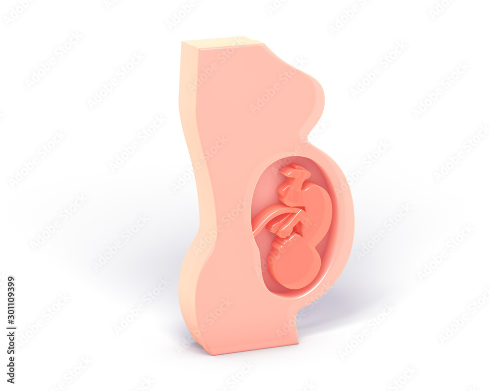 3d illustration of pregnancy, graphic representation of the interior of the uterus. Showing the human fetus with the umbilical cord. 3d illustration of pregnancy, graphic representation of the interior of the uterus. Showing the human fetus with the umbilical cord.