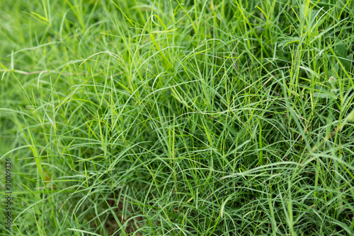 Close up shot of green grass
