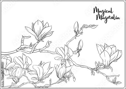 Fototapeta Naklejka Na Ścianę i Meble -  Magnolia tree branch with flowers. Coloring page for the adult coloring book. Outline hand drawing vector illustration..