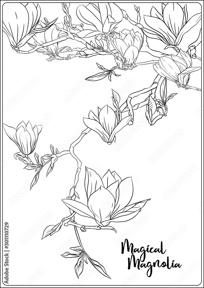 Magnolia tree branch with flowers. Coloring page for the adult coloring ...