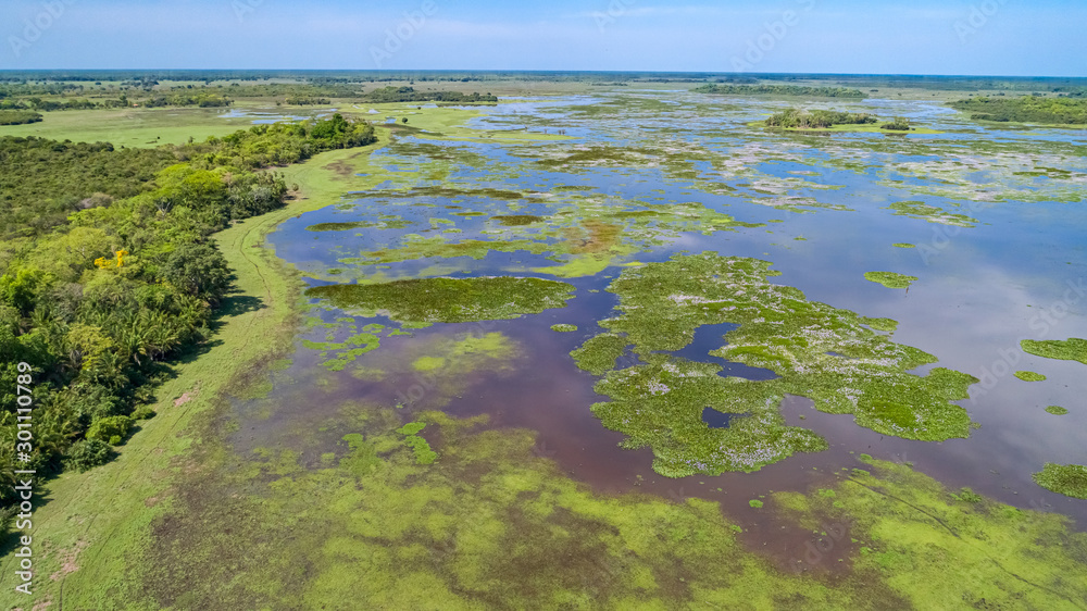 Aerial view of a flood plain with a fence and cattle in the Pantanal Wetlands, Mato Grosso, Brazil
