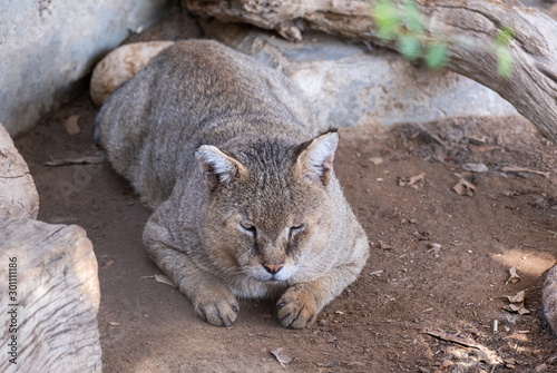 The jungle cat (Felis chaus), also called reed cat and swamp cat