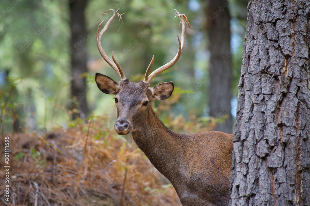common deer (Cervus elaphus), also called European deer, red deer. Malaga, Spain. common deer (Cervus elaphus), also called European deer, red deer. Malaga, Spain.