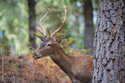 common deer (Cervus elaphus), also called European deer, red deer. Malaga, Spain. © Jesnofer