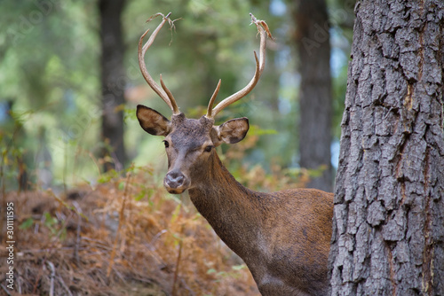 common deer (Cervus elaphus), also called European deer, red deer. Malaga, Spain. © Jesnofer