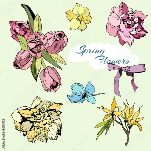 Colored set of spring flowers  tulips and narciss