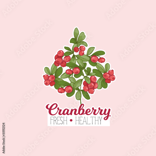 Cranberry. Element for design. Good for product label. Colored vector illustration