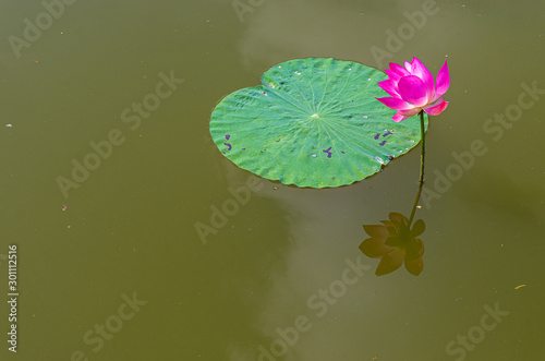 Picture of a pink lotus flower with leaf reflected in the water