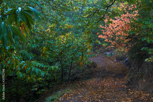 Chestnut forest and chestnut fruits in the Genal Valley  province of Malaga. Spain