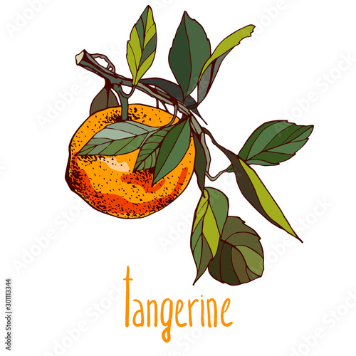 Hand drawn painted vector illustration of citrus