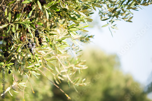 Olive bunch with ripe black olives on a olive plantation on a blurred background. Copy space for text. Natural olives and olive oil theme