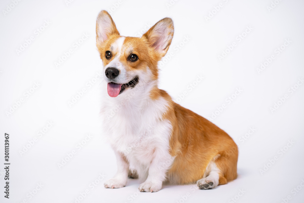 obedient dog (puppy) breed welsh corgi pembroke sit on a white background. not isolate