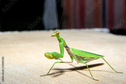green mantis is looking at the camera