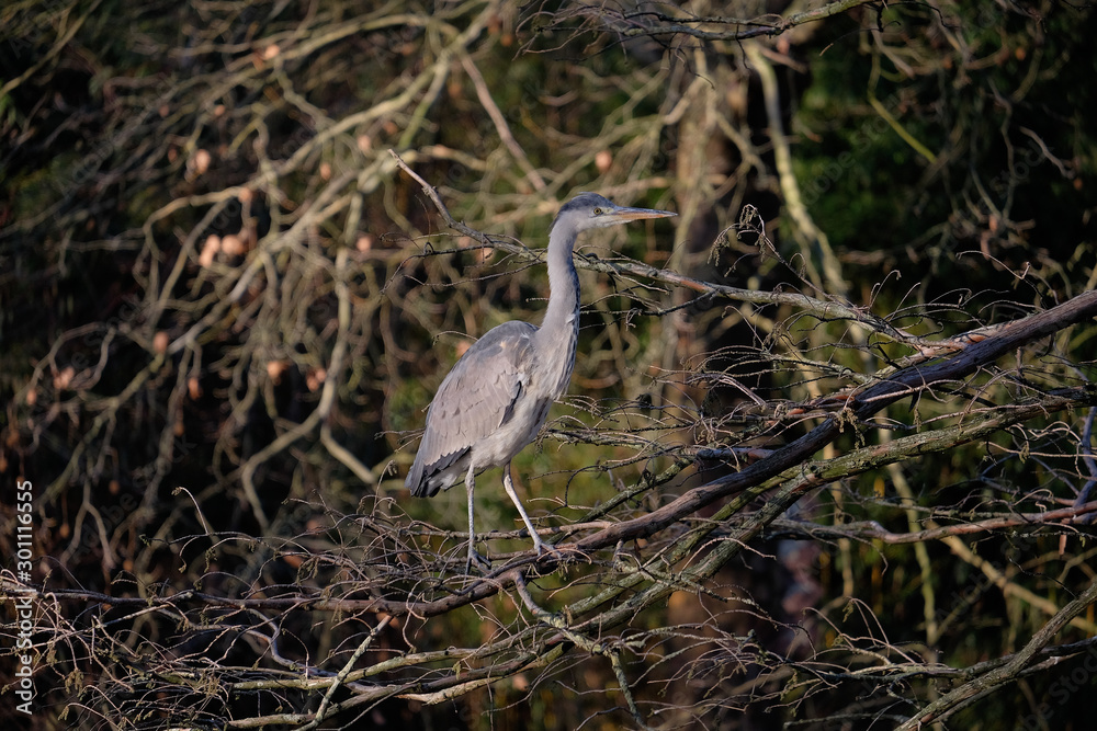 Reiher Reiher