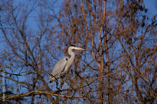 Reiher