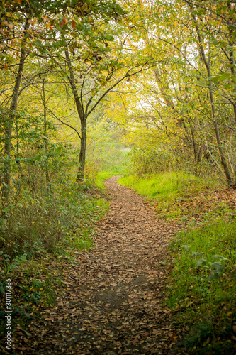 Trail, pathway in the woods in autumn season. Vertical shot.