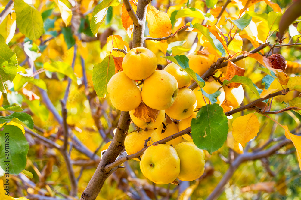Bright yellow organic apples on apple tree Bright yellow organic apples on apple tree