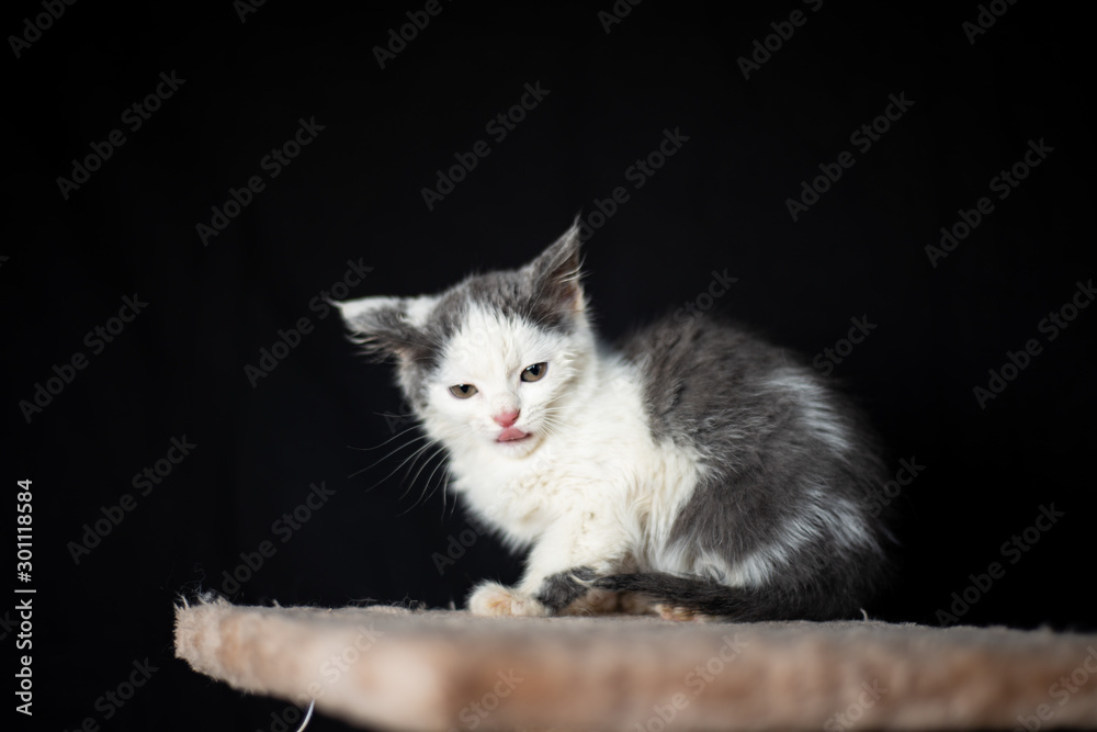 Cute kitten posing on the scraching post