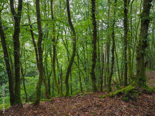 Small path in deep green forest.