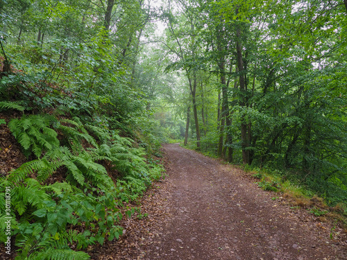 A lonely forest road. Green trees around.