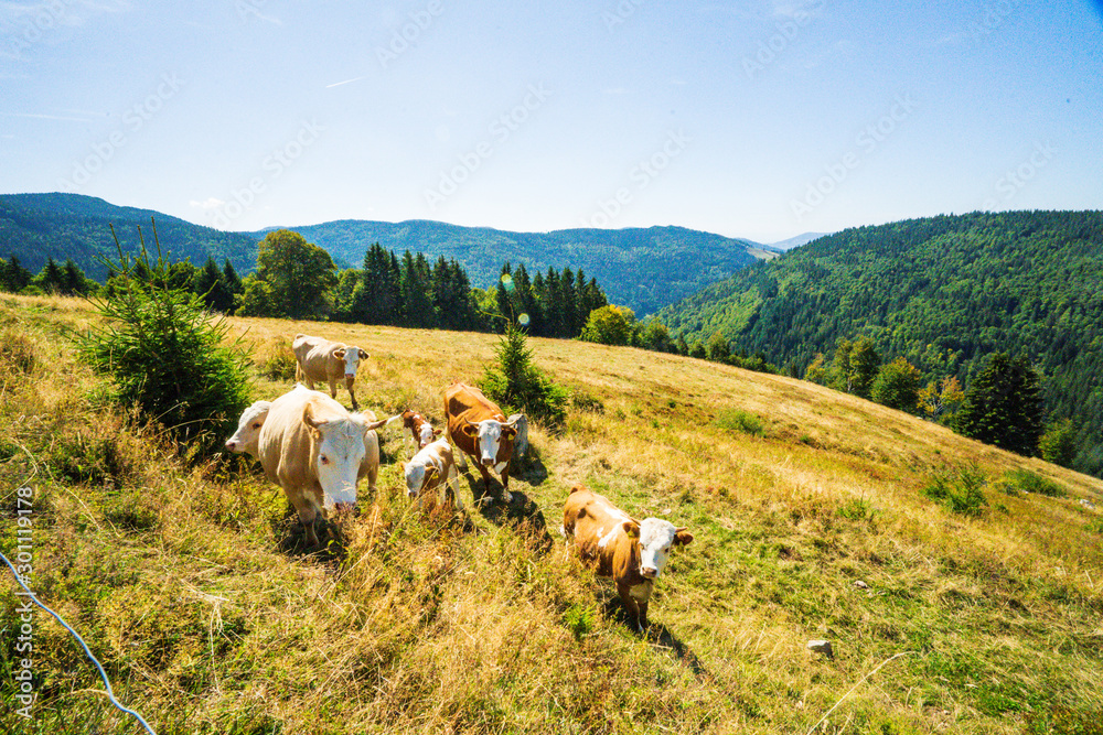 Kühe auf der Weide Kühe auf der Weide