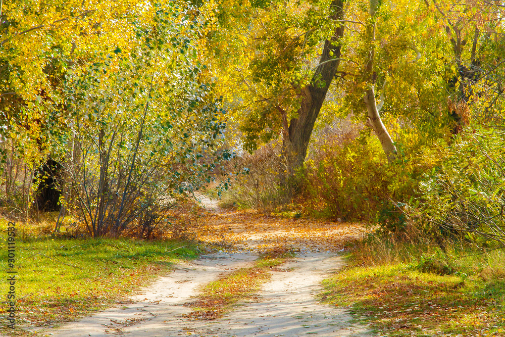 dirt road through the autumn deciduous forest in autumn