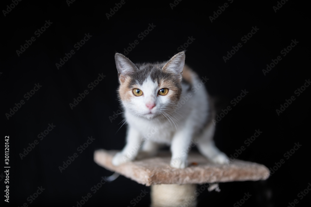 Domestic cat on the scratching post