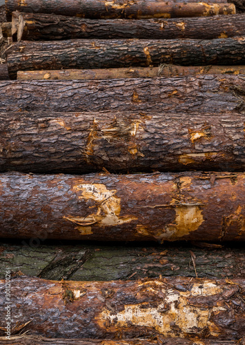 A pile of logs lie on a forest platform, a sawmill. Processing of timber at the sawmill.
