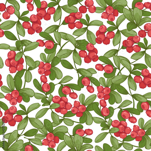 Cranberry. Seamless pattern, background. Graphic drawing, engraving style. Vector illustration isolated on white background
