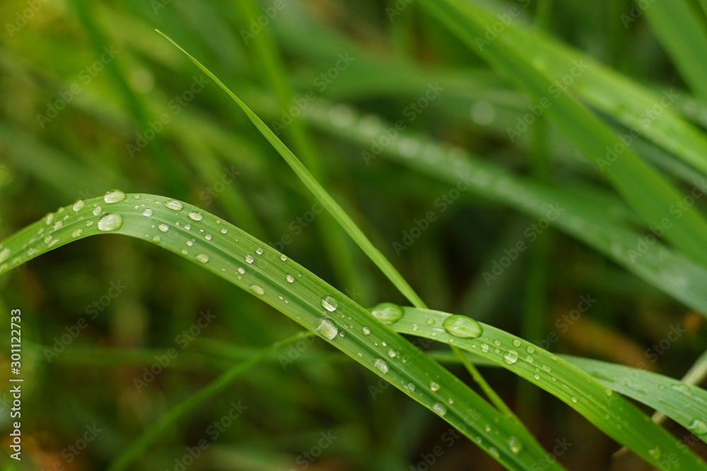 natural floral background with fresh green grass in rain drops natural floral background with fresh green grass in rain drops