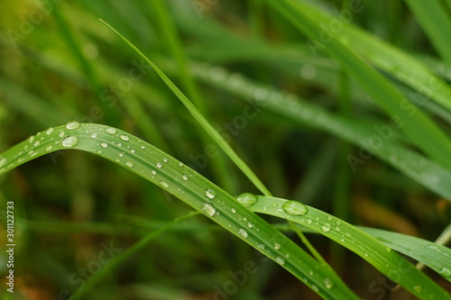 natural floral background with fresh green grass in rain drops