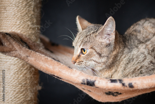 Photography Playful domestic cat posing for a photo on the scratching post
