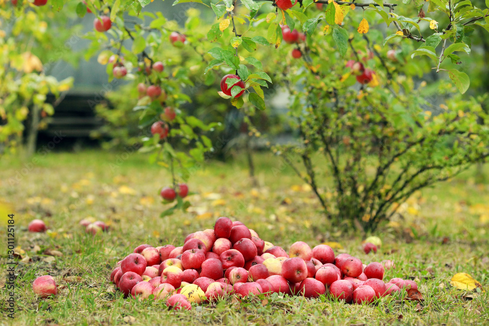 Fototapeta premium Red apples on apple tree branch