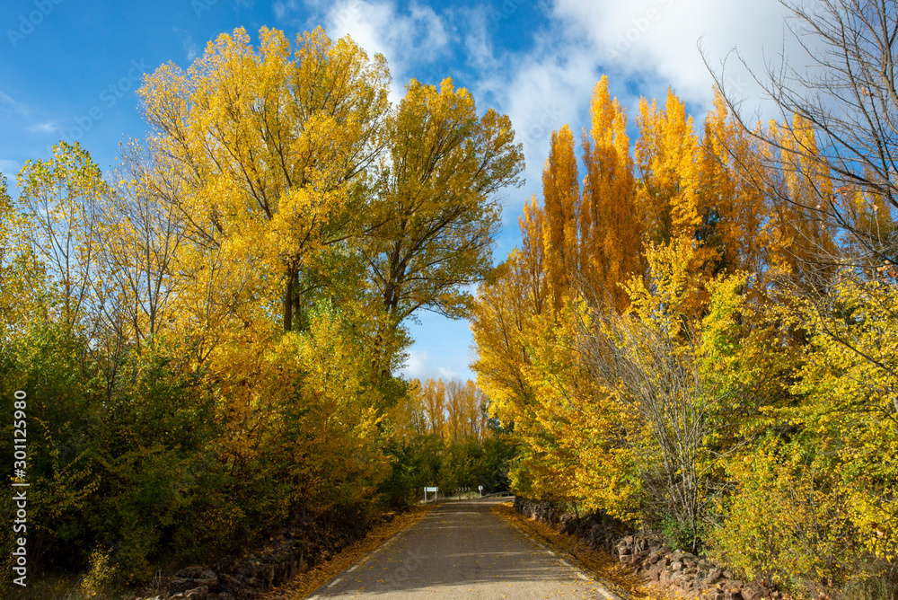 Road with autumn trees in Soria, Castilla Leon