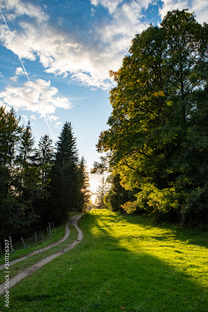 Obraz premium Waldlicht