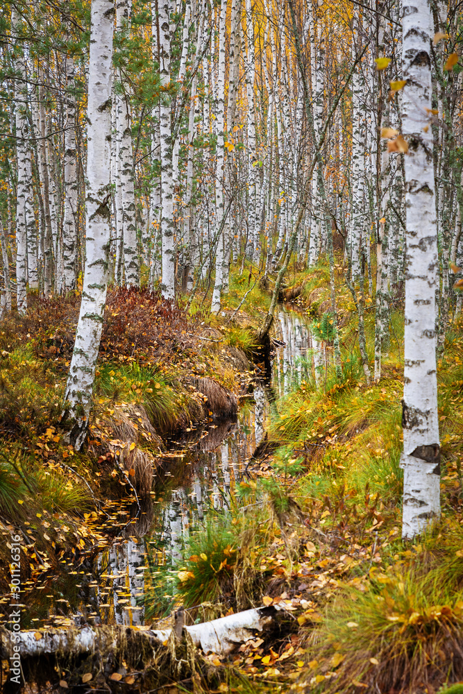 Fototapeta premium A drainage ditch divides the autumn birch forest into two parts on the swamp