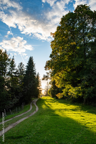 Waldlicht photo