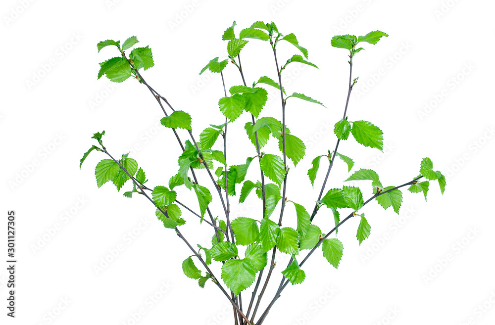 Young branches of birch tree isolated on white background.