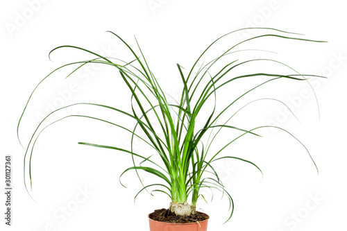 Young Nolina  or Beaucarnea  house plant in a flower pot isolated on white background.