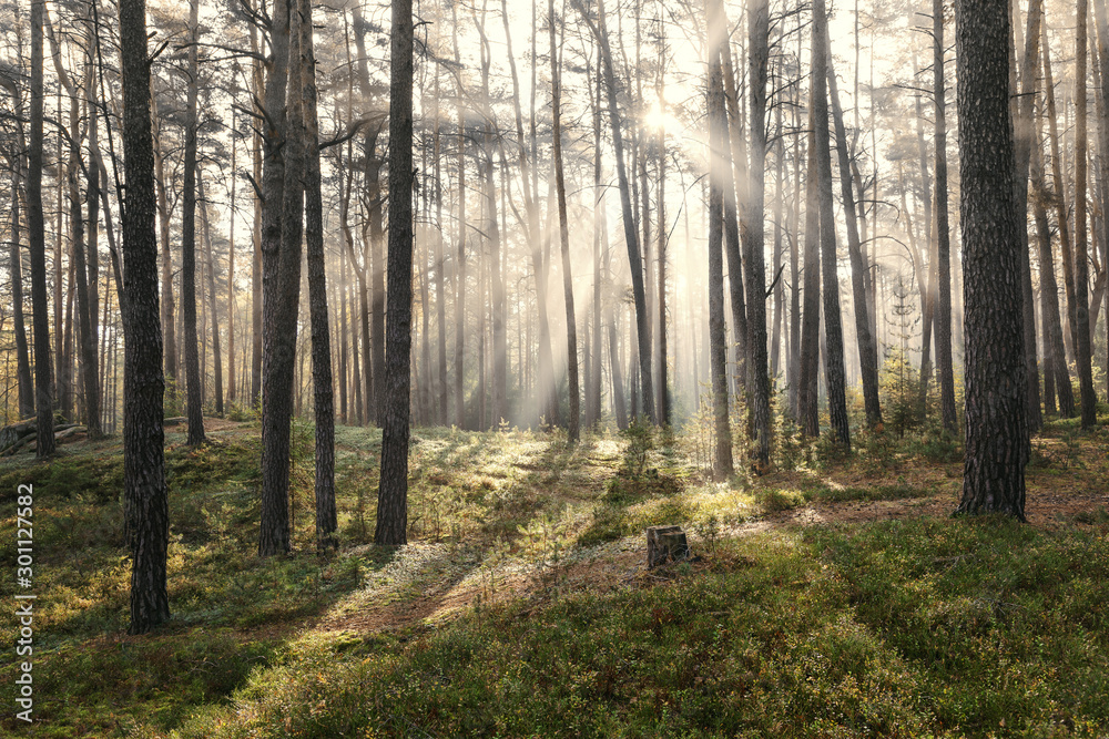 Sonnenaufgang im Kiefernwald bei Morgennebel Sonnenaufgang im Kiefernwald bei Morgennebel