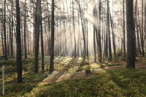 Sonnenaufgang im Kiefernwald bei Morgennebel photo