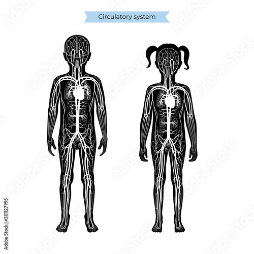 circulatory system anatomy