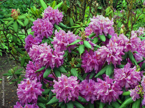 Purple rhododendron 2 photo