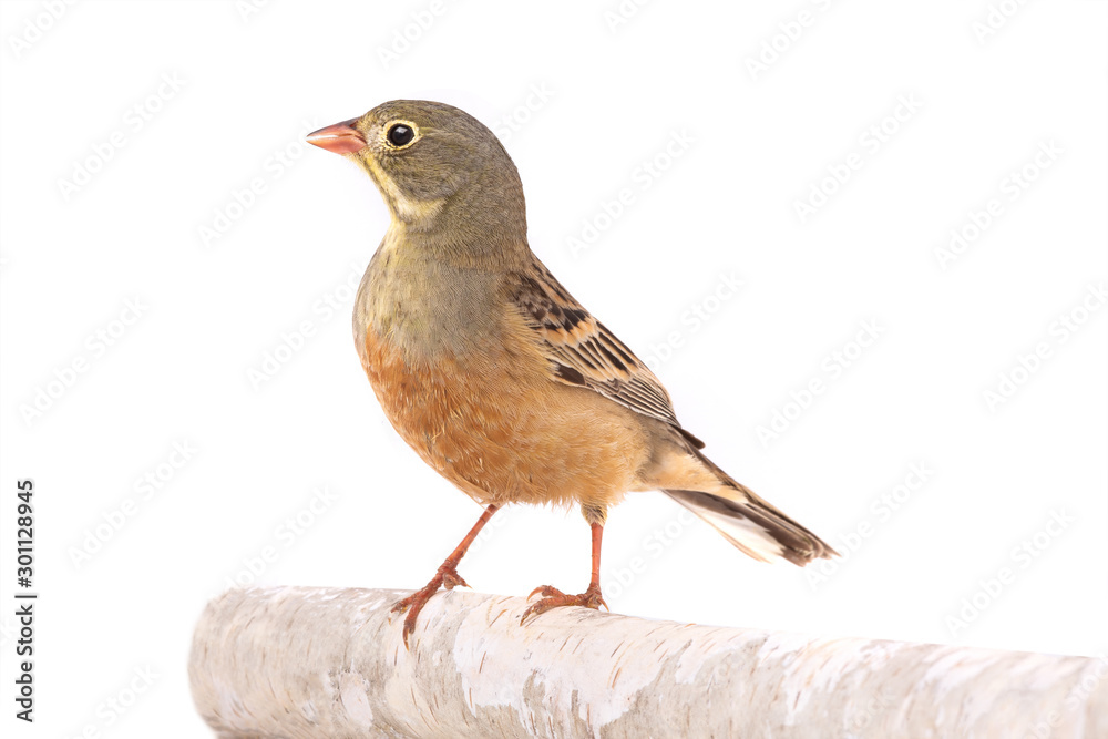 ortolan (Emberiza hortulana) isolated on a white background ortolan (Emberiza hortulana) isolated on a white background