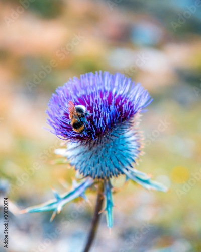 Hummel auf Distel photo