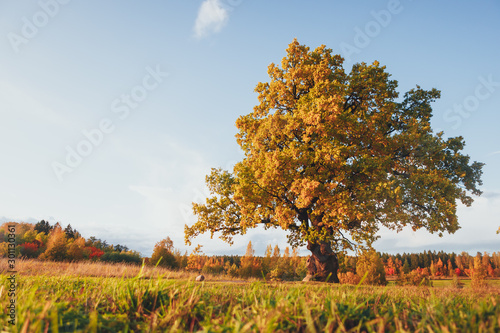 Dekoracja na wymiar  oak-tree-with-yellow-foliage-at-sunny-autumn-day