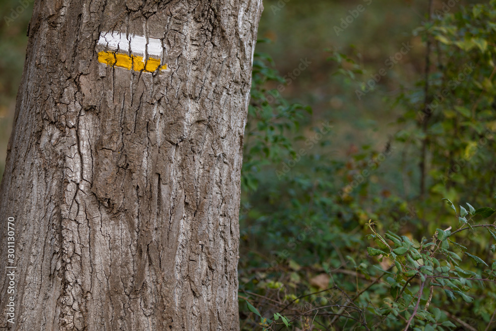 Naklejka premium marcas en un camino