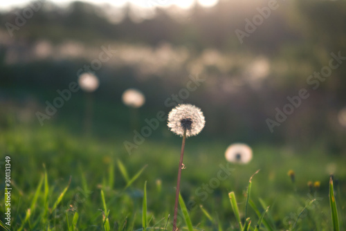 Fototapeta Naklejka Na Ścianę i Meble -  Dandelion flowers laid in a diagonal line growing in green grass. Sunny day. Positive, light, growth. Card, poster, banner.