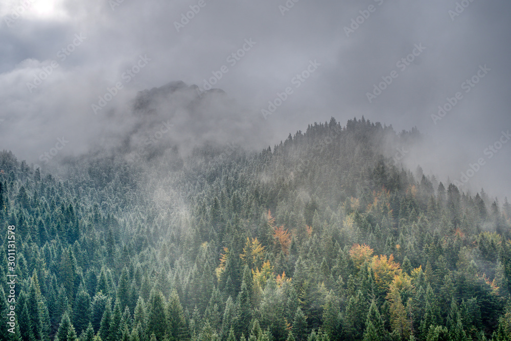 Winking Forest in the Mountains in Autumn , slovakia , mala fatra