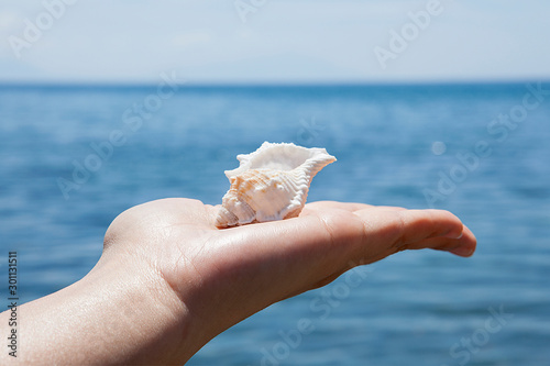 Sea shells on sandy beach on sunny day at the blue sea background. Relaxation concept.